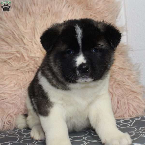 Dolley, Akita Puppy